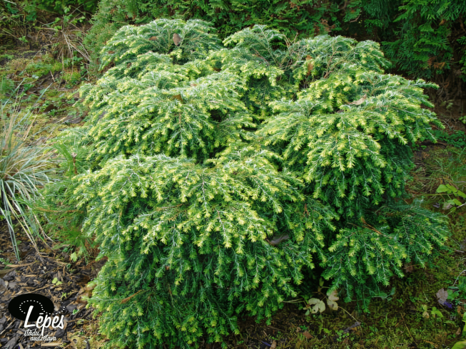 Tsuga canadensis   'Jeddeloh'